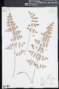 Pellaea cordifolia image