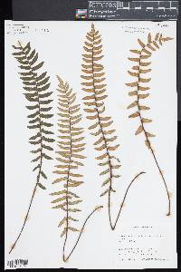 Pellaea falcata image