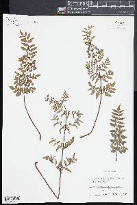Pellaea viridis image