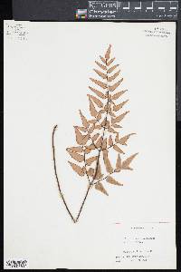 Pellaea viridis image