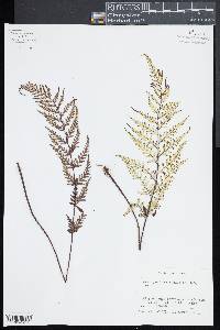 Pityrogramma ebenea image