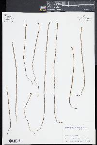Jamesonia scammanae image