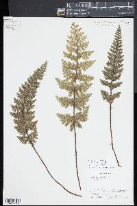 Jamesonia congesta image
