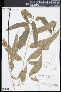 Coniogramme intermedia image