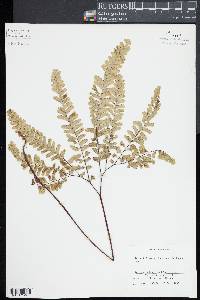 Adiantum aleuticum image