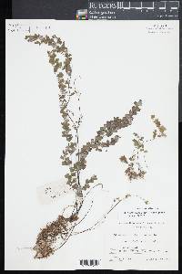 Adiantum capillus-veneris image