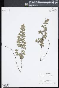 Adiantum capillus-veneris image