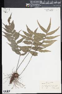 Adiantum lucidum image