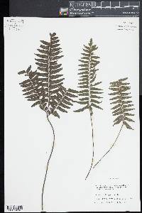 Adiantum obliquum image