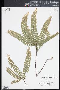 Adiantum patens image