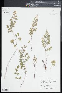 Adiantum poiretii image