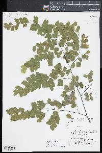 Adiantum amplum image