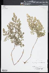 Adiantum raddianum image