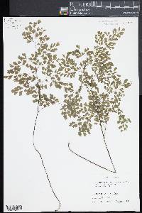 Adiantum raddianum image