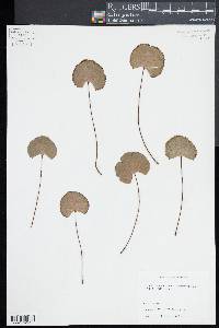 Adiantum reniforme image