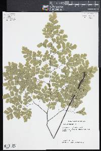 Adiantum tenerum image