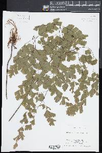 Adiantum tenerum image