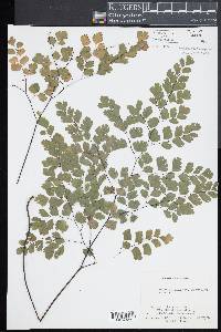 Adiantum tenerum image
