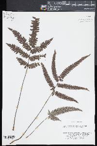 Adiantum tetraphyllum image