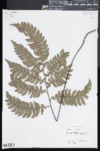Adiantum villosum image