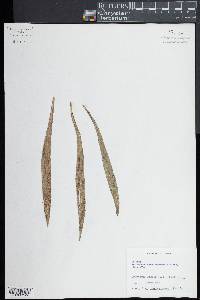 Antrophyum lanceolatum image