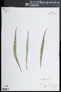 Anetium citrifolium image