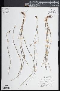 Vittaria graminifolia image