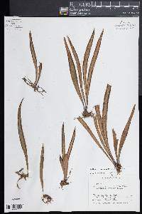 Radiovittaria remota image
