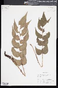 Cyrtomium caryotideum image
