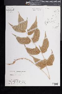 Cyrtomium caryotideum image