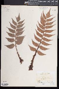 Cyrtomium falcatum image