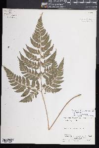 Polystichopsis chaerophylloides image