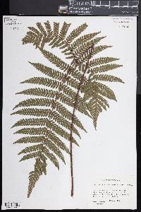Ctenitis hemsleyana image