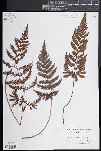 Ctenitis hemsleyana image