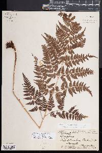 Dryopteris rubiginosa image