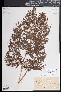 Dryopteris rubiginosa image