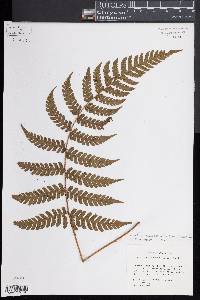 Ctenitis submarginalis image