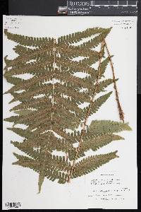 Ctenitis submarginalis image