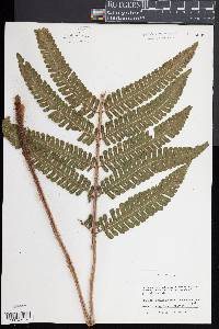Ctenitis submarginalis image