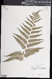 Dryopteris celsa image