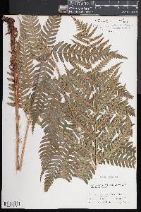 Dryopteris celsa image