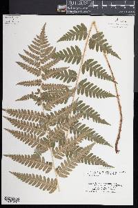 Dryopteris celsa image