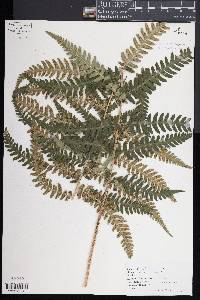 Dryopteris celsa image