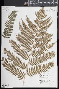 Dryopteris celsa image