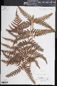 Dryopteris celsa image