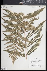 Dryopteris celsa image