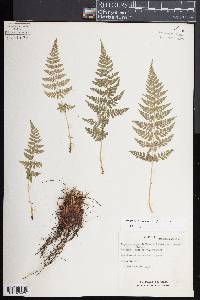 Dryopteris cinnamomea image