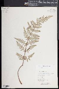 Dryopteris cinnamomea image