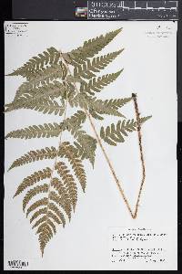 Dryopteris clintoniana image