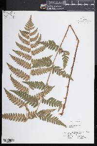 Dryopteris clintoniana image